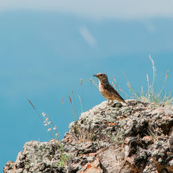 Bird perching on cliff