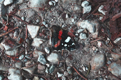 High angle view of shells on sand