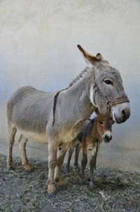 Donkeys standing on field