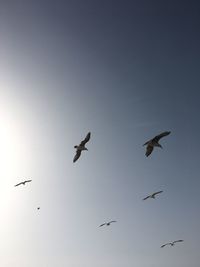 Low angle view of seagulls flying