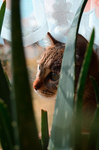 Close-up portrait of a cat sitting near green plants