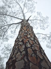 Low angle view of bare tree against sky