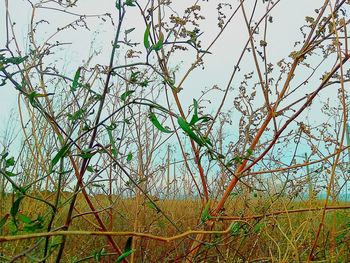 Trees growing on field