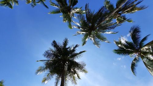 Low angle view of coconut palm tree against blue sky