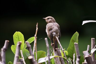 Close-up of bird perching on a plant
