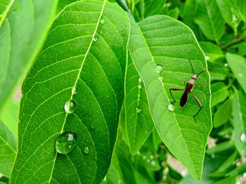 Close-up of insect on leaf