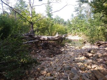 Fallen tree in forest