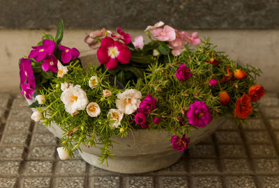 High angle view of pink flowering plants