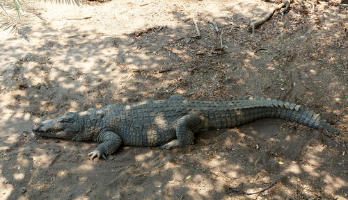 High angle view of crocodile on sand