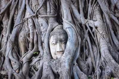 Buddha statue on tree trunk