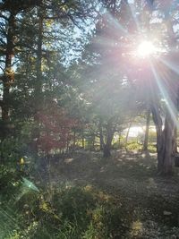 Sunlight streaming through trees in forest