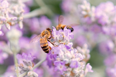 Close-up of bee pollinating on flower