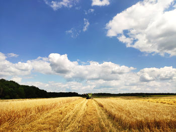 A modern combine harvester working on a wheat field, harvesting, on agricultural land.