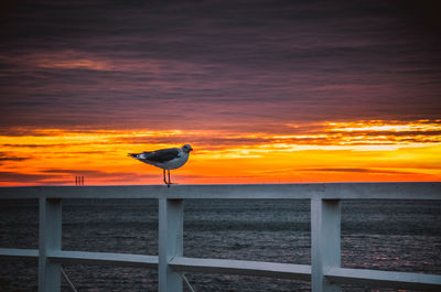 Silhouette bird flying over sea during sunset