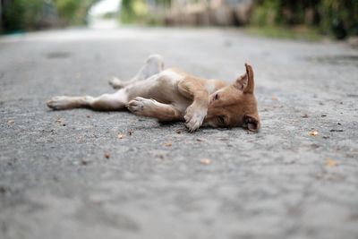 View of a dog on the road