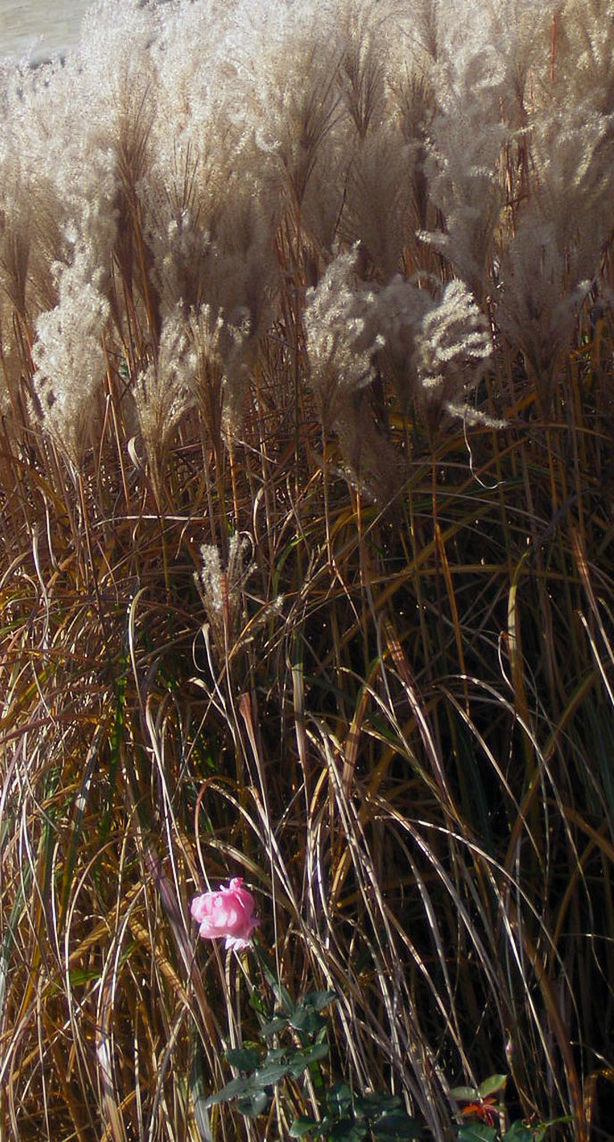 CLOSE-UP OF GRASS WITH WATER IN BACKGROUND