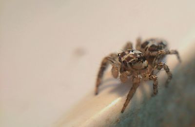 Close-up of spider