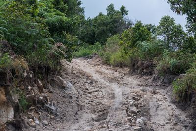 Dirt road amidst trees in forest