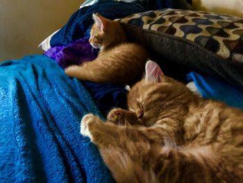 Two orange kittens