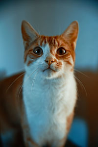 Close-up portrait of cat sitting