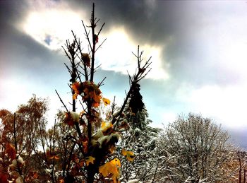 Low angle view of trees against cloudy sky