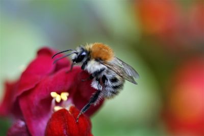 Close-up of honey bee pollinating on red flower