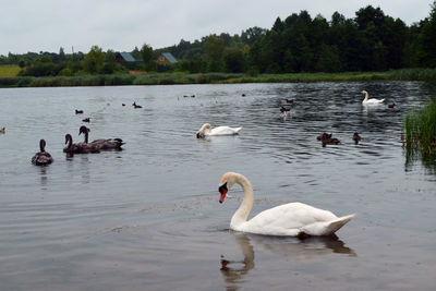 Swans swimming in lake against sky