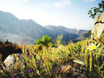 Close-up of plants growing on field against sky