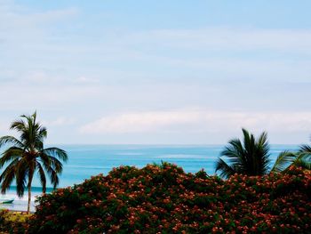 Palm trees on beach against sky