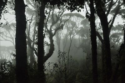 Silhouette trees in forest