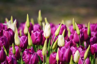 Close-up of pink tulips