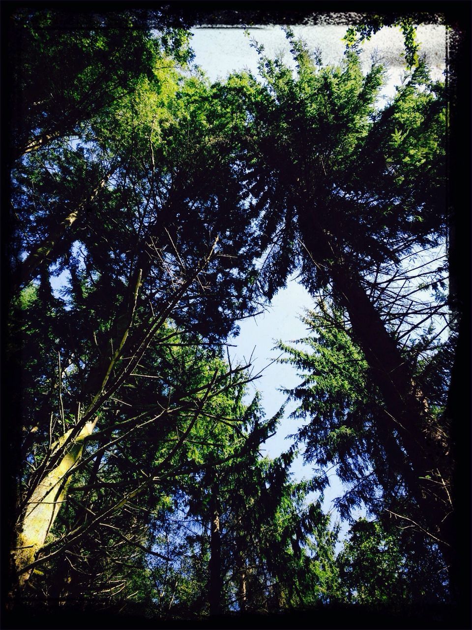 tree, transfer print, low angle view, growth, auto post production filter, green color, branch, tranquility, nature, forest, beauty in nature, lush foliage, sky, tranquil scene, scenics, day, tree trunk, no people, outdoors, green