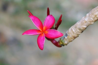 Close-up of pink frangipani on plant