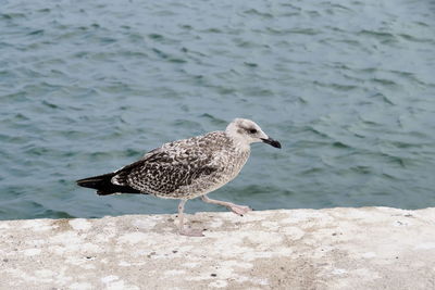 Seagull perching on a sea