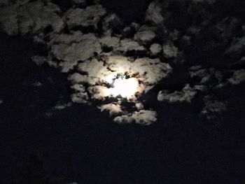 Low angle view of flowers against sky at night
