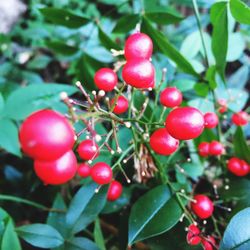 Close-up of cherries on tree