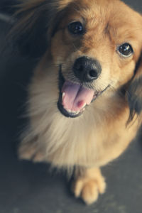 Close-up portrait of dog