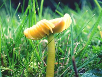 Close-up of mushroom growing on field