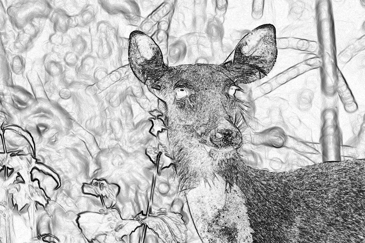 CLOSE-UP PORTRAIT OF DEER IN THE ANIMAL