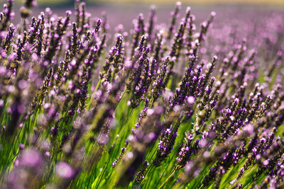 Italy, july 2021 - wonderful and relaxing view of a lavender field with its purple flowers