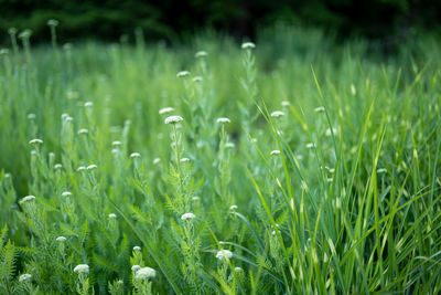 Close-up of grass growing on field