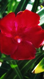 Close-up of red flower blooming outdoors