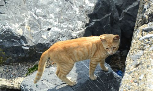 Full length of a cat on rock