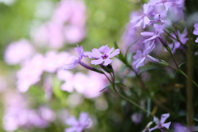 Close-up of purple flowers