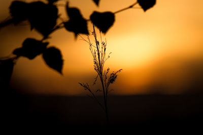 Close-up of silhouette plant against orange sky