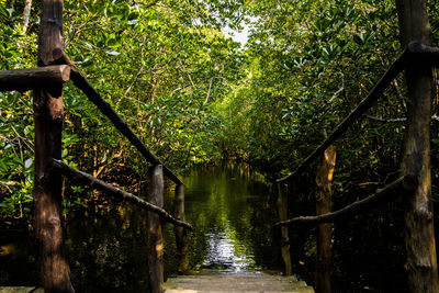 Canal amidst trees in forest