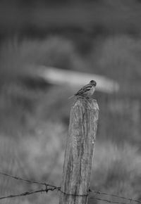 Bird perching on wooden post