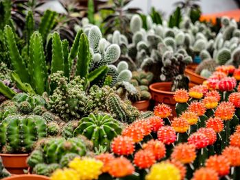 Close-up of succulent plants at market