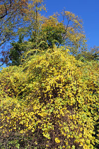 Low angle view of yellow flowering tree in forest