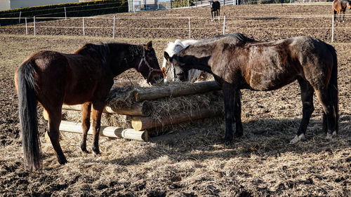 View of horse in field